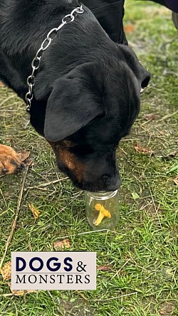 Pepsi lär sig söka kantareller - privatträning