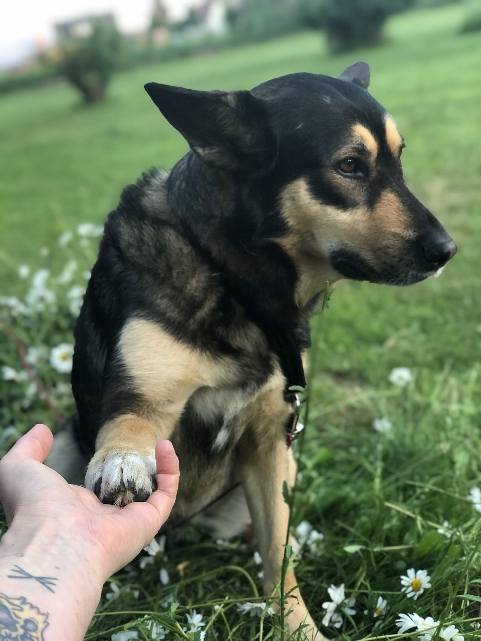 Bella levde som gatuhund på Seychellerna när hon beslöt sig för att ansluta sig till vår flock, då vi var där på semester 2016. Ett helt år tog det att få hem henne.