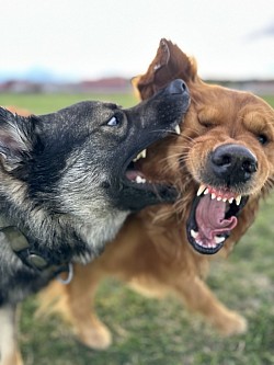 Hundplanen lånas ut till både lek, aktivering och träning.