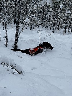 Det var hemskt mycket snö den här gången då vi sökte efter en bortsprungen hund.