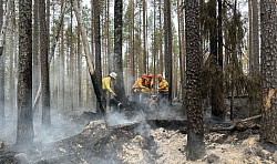 Team Skogsbrandhund i action