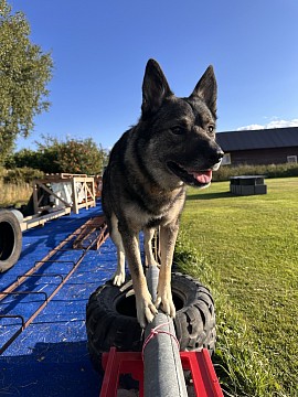 Dog Parkour at Dogs & Monsters Dala-Järna