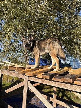Dog Parkour at Dogs & Monsters